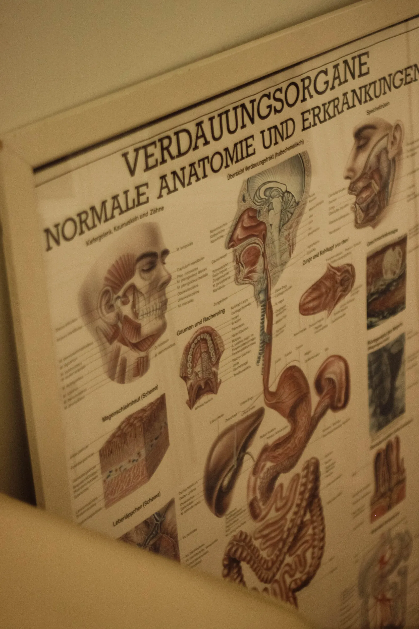 Gesundheit beginnt im Darm