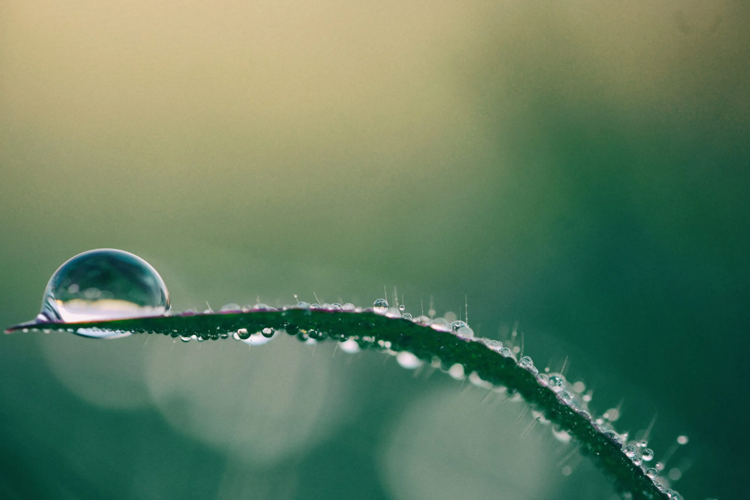 Purity Infusion